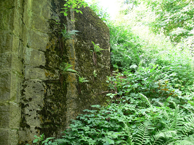 Farn an der Mauer