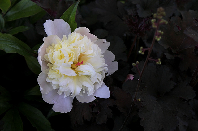 Pivoines 2012 (2)
