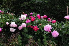 Pivoines 2012 (7)