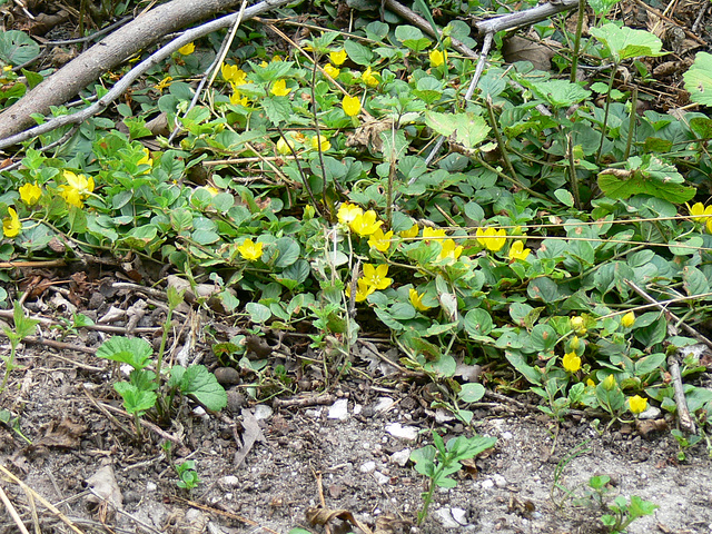 Blümchen am Wegesrand