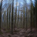 20120422 8646RAw [D~LIP] Wald, [Fotowischer 1a], Bad Salzuflen
