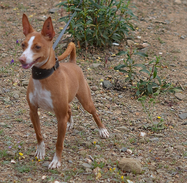 DSC 0385