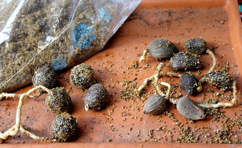 Pré-germination de Palmiers en sac