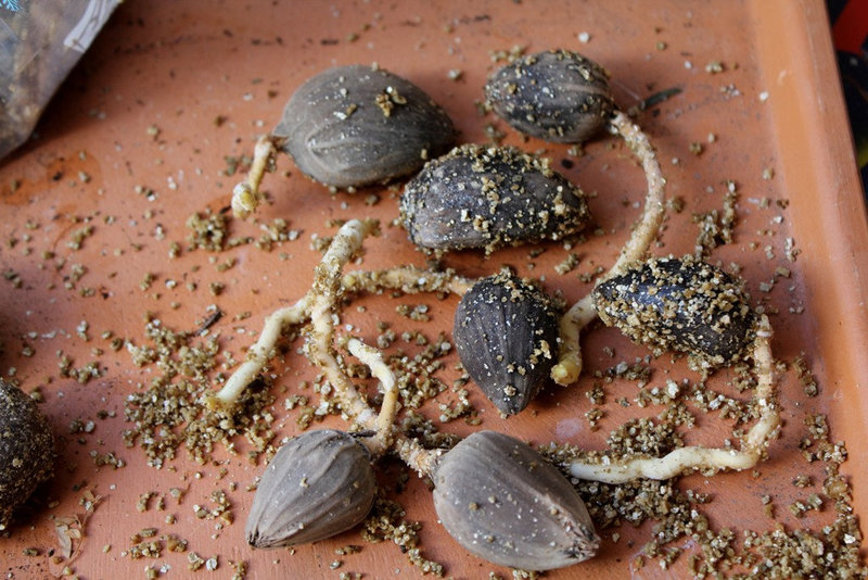 Pré-germination de Palmiers en sac  (4)