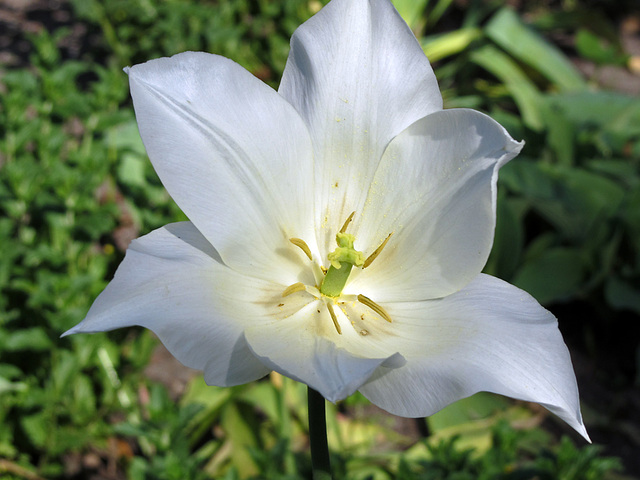 Tulpenblüte