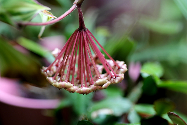 Hoya carnosa (4)