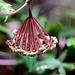 Hoya carnosa (4)