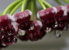 Hoya wayetii- nectar Hoya wayetii- nectar