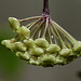 Hoya sp. affin.  parasitica