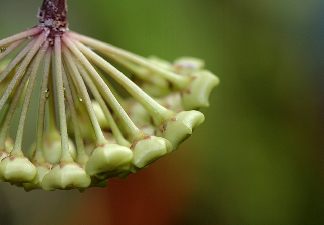 Hoya sp. affin.  parasitica