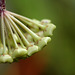 Hoya sp. affin.  parasitica