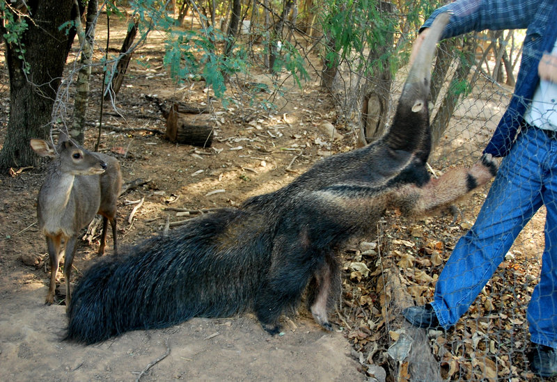 Paraguay: Norbert's giant anteater...Myrmecophaga tridactyla (endangered)