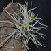 Tillandsia crocata DSC 0003