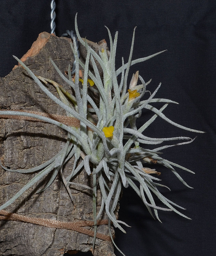 Tillandsia crocata DSC 0003