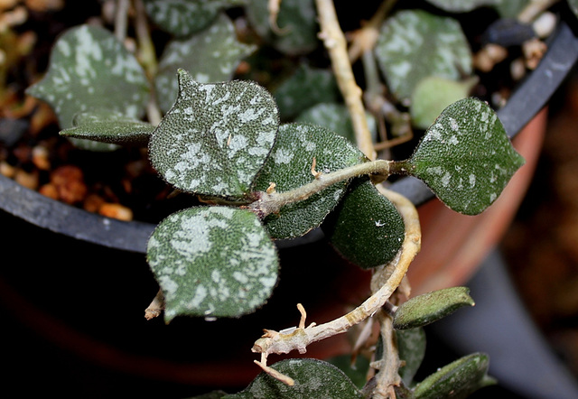 Hoya curtisii