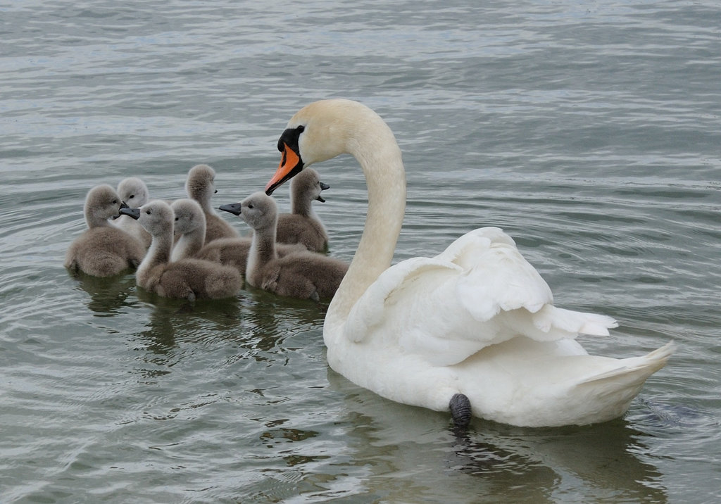 Jeunes cygnes...