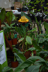 DSC 0051