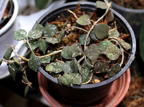 Hoya curtisii (2)