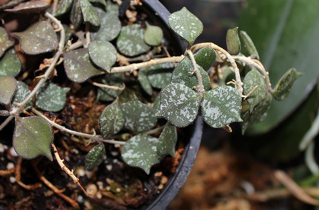 Hoya curtisii (3)
