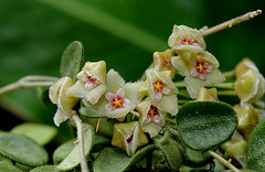 Hoya serpens