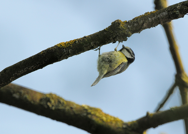 Bluetit