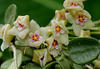 Hoya serpens (5)