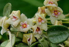 Hoya serpens (5)