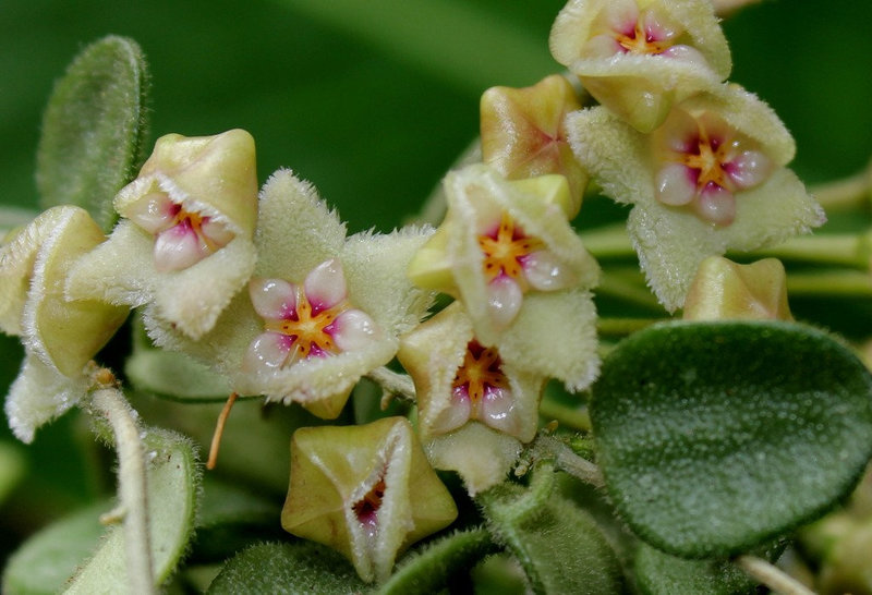 Hoya serpens (5)