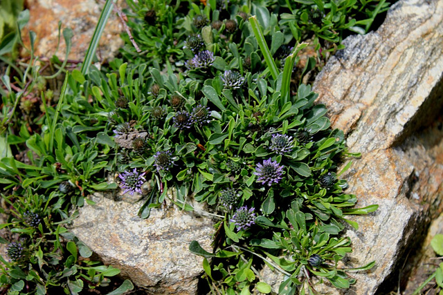 Globularia cordifolia