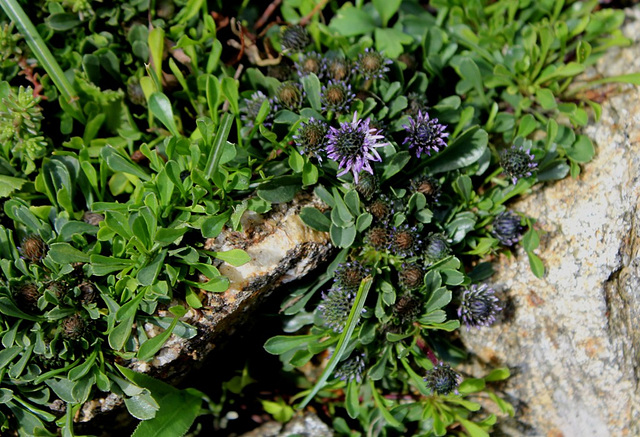 Globularia cordifolia (2)