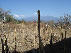 Paysage ombragé / Shady landscape .