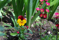 Pensée et Saxifrage