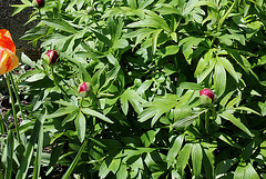 Pivoine bientôt Pivoine bientôt