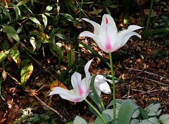 Tulipe fleur de lis