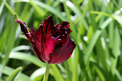 Tulipe perroquet (2)