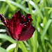 Tulipe perroquet (2)