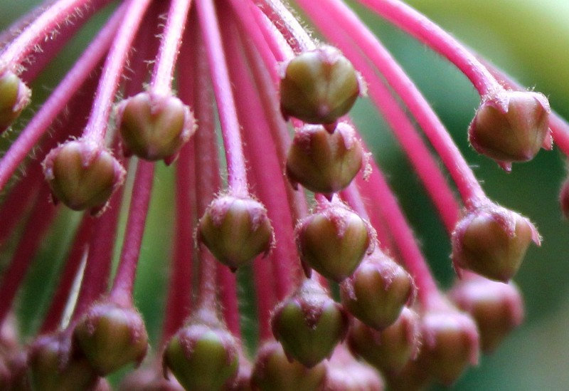 Hoya carnosa