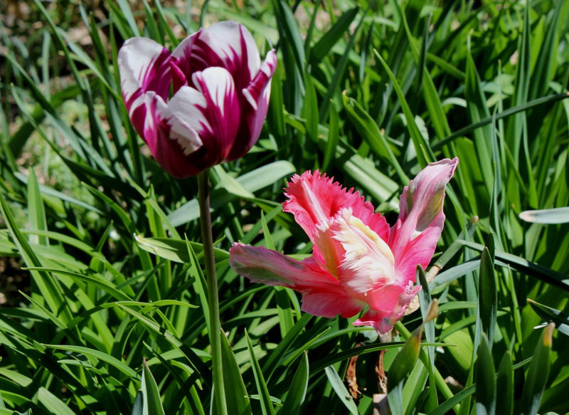 Tulipe perroquet (4)