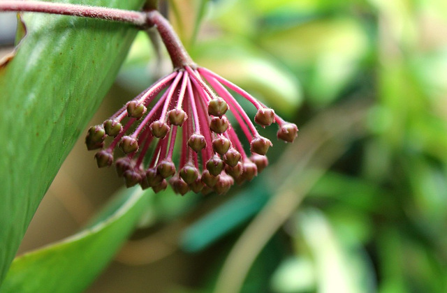 Hoya carnosa (4)