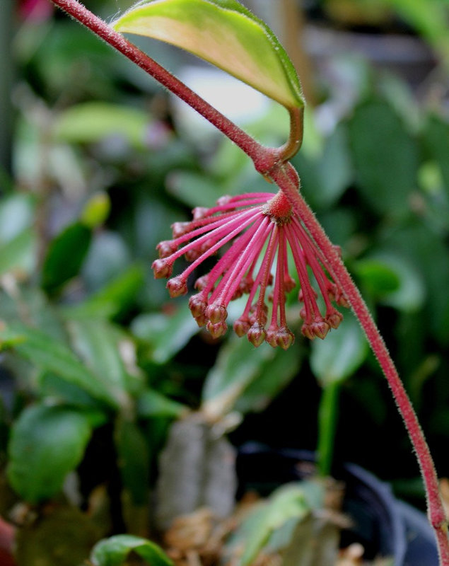 Hoya carnosa (5)