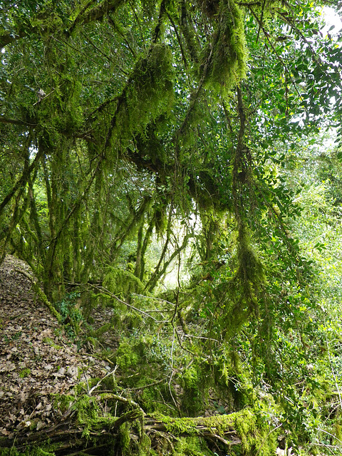 Mousse de forêt