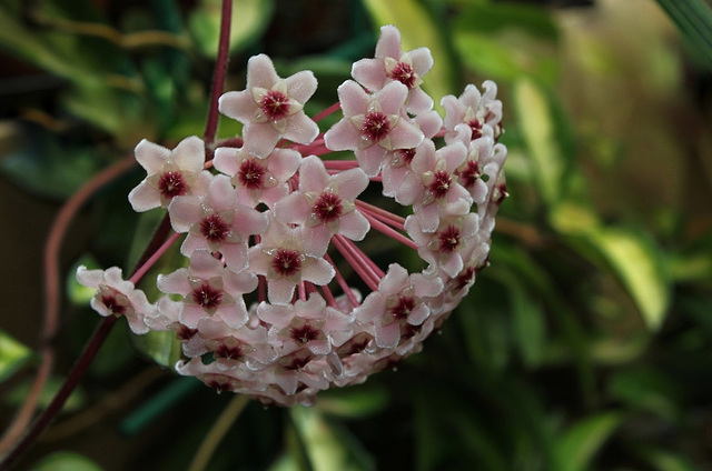 Hoya carnosa (2)
