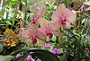 Phalaenopsis Baldan's Kaliedoscope