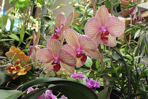 Phalaenopsis Baldan's Kaliedoscope