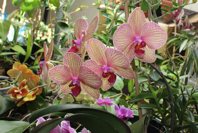 Phalaenopsis Baldan's Kaliedoscope