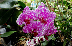 Phalaenopsis Wild Thing Phalaenopsis Wild Thing