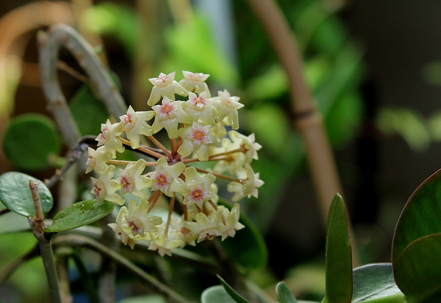 Hoya sp. affin.  parasitica