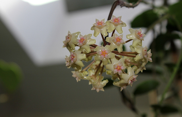 Hoya sp. affin.  parasitica