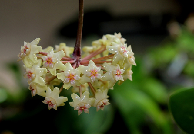 Hoya sp. affin.  parasitica