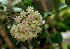 Hoya sp. affin.  parasitica